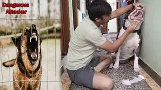 Street dog ne Mafia ke face per Kat liya 😯 | Mafia The Pitbull
