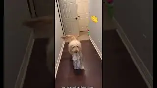 Intelligent Dogs 🧠🐶 | Smart, Clever & Amazing Dog Moments!