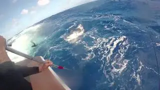 CatchStat | Sea Horse Anglers Club Billfish Tournament 2014 Fish Release Video #23191