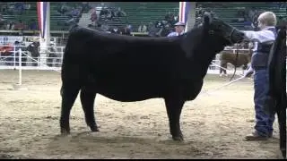 Junior Angus Heifer Show: 2013 National Western Stock Show