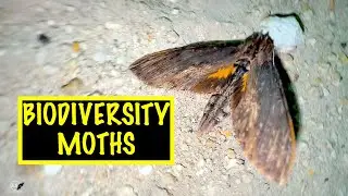 BIODIVERSITY FLORIDA KEYS   MOTHS MOTHS MOTHS!!!