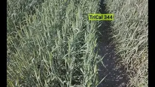 TriCal 344 is a Great Option for Single-cut Silage
