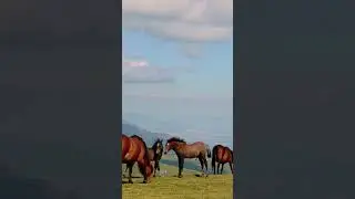 The Horse Whisperer's Secrets: Understanding Equine Communication
