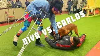 Crutches and K9s - Carlos Ramirez Works Diva | Grassroots K9