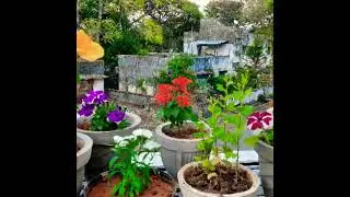 Love for Plant's❤ #plants #plantslove #loveplant #Lifeandfacts #shorts