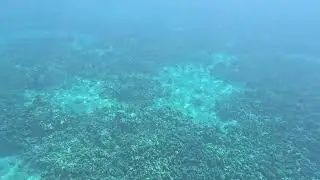 Maui Whale Song | Whale Frequencies for Gentle Support During Change