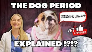Dog Period Easily Explained + When do they get it??? | Dr. Lindsay Butzer