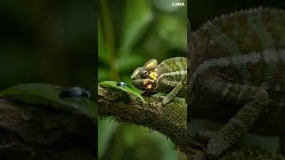 The Steampunk Chameleon 🦎⚙️ Nature Meets Clockwork Magic