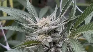 2025 Sun Grown Garden / walk around & Nug shots
