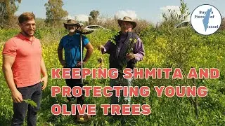 Shmita - Keeping Shmita and Protecting Young Olive Trees