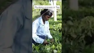 plucking process in Tea #tea #plucking #hoticulture  #ibpsafo  #nabard  #youtubeshorts #agriculture