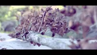 ORNAMENTS - Aer - Official video (Shiroppo Film Studio)