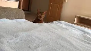 Funny Abyssinian cat