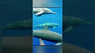 spinner dolphin hunting pray using echo location #animals #marinelife
