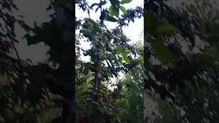 Bing cherry tree short viral video clip #YouTube_shorts