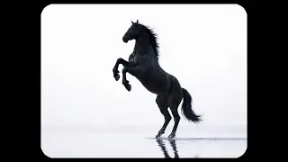 Black Horse’s Run