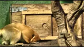 AMAZING Monkeys close cage door for privacy
