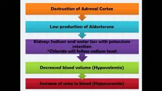 Pathophysiology Addison's Disease