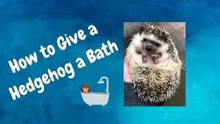 How to Give a Hedgehog a Bath