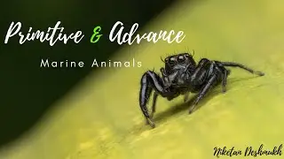 Marine life style, Primitive and Advance marine animals.