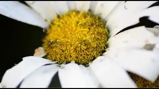 Up-Close