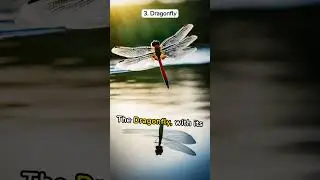 Top 5 Insects with Superpowers  #youtubeshorts #facts #educationalcontent #insects #animals #nature
