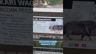 New Animal discovered in 1973