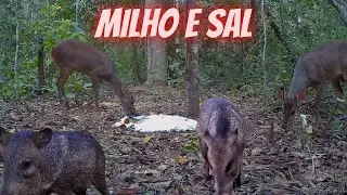 Ceva boa é MILHO e SAL. Vejam!