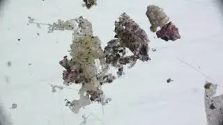 Antarctic Nematodes and Unidentified Microbes (4x) from McMurdo Sound Seafloor