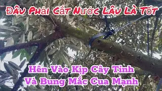 Cắt Nước Cho Cây Bung Mắc Cua Và Khi Nào Thì Nhấp Lại  | Kỹ Thuật Nông Nghiệp