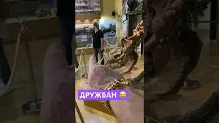 Дружбан #федябот #азов #мир #россия #юмор #топ #музей #музейонлайн #динозавры #мамонт #прикол #аура