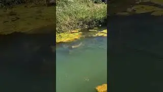 buffalo underwater swimming like submarine #baffalo #underwater #submarine