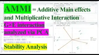 AMMI Analysis for G&times;E interaction and Stability analysis in R Studio