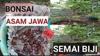 @wincnc Bonsai Asam Jawa (Tamarindus Indica) Dari Semai Biji.