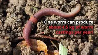 Earthworm Facts For Gardeners