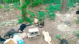 371- Hot & Hungry Group of Feral Cats Eating@catman757