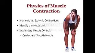 Physics of muscle contraction
