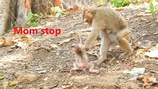 Monkey mother Sarika grabs drag baby, but baby not cry