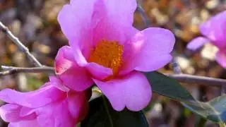 BEAUTIFUL FLOWERS - ERNESTO CORTAZAR - ANNA C