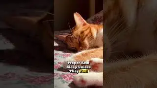 Your Cat Sleeps on You for Protection 💤  The Hidden Survival Instinct