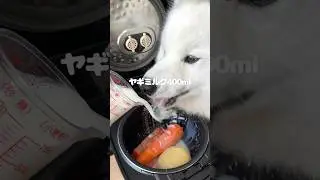 サーモンポタージュつくったら爆食してくれました！ #サモエド