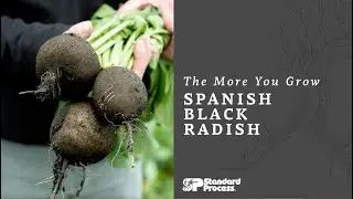 The More You Grow: Spanish Black Radish