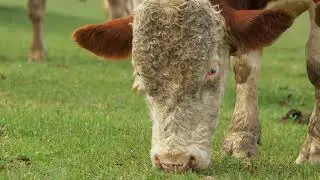 Ranch It Up - Episode 272 - January 17, 2026, Jayce Doan, Custom Grazing Vs. Grazing Stocker Cattle