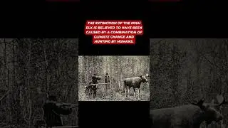 Do You Know? Giant prehistoric Deer-  Irish Elk - Megaloceros giganteus