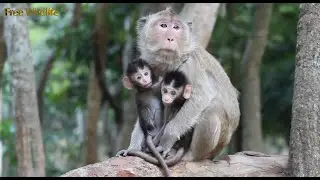 Best Twins Baby Monkeys Are Playing With Other, So Beautiful and Cute Babies
