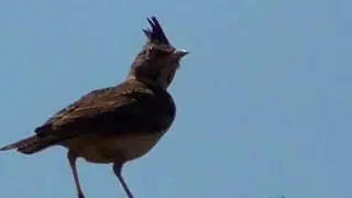 Eurasian skylark