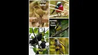 Birds Call-2 #birds_call @indian_birds #birds #bird_sounds #Birds_songs #indianbirds #birds_of_india