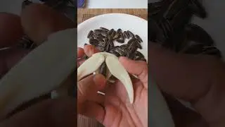 Amazing#shorts#SUNFLOWER SEED OPENER#kitchen hacks#Lifehacks#youtubeshorts