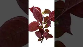 Terramicina, planta doril veja o que da para fazer! #plantas #natural