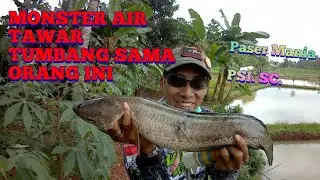 maser ikan gabus monster